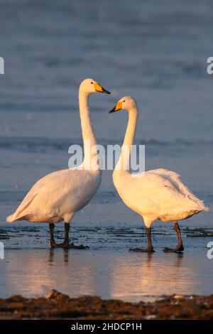 Singschwan (Cygnus Cygnus) Rastvogel, Schwan, Singschwan, Tier, Voegel, Vogel, Singschwan, Winter, Zugvogel Stockfoto