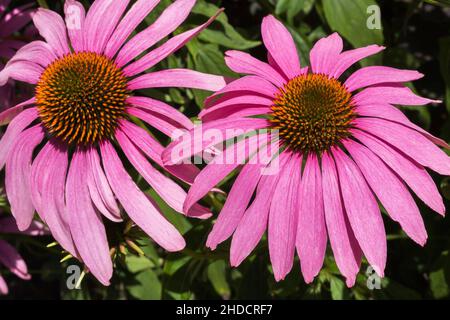 Echinacea purpurea - Kegelblumen im Sommer. Stockfoto