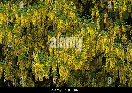 Blühender Goldregen, Laburnum anagyroides / blühende goldene Kette, Laburnum anagyroides Stockfoto