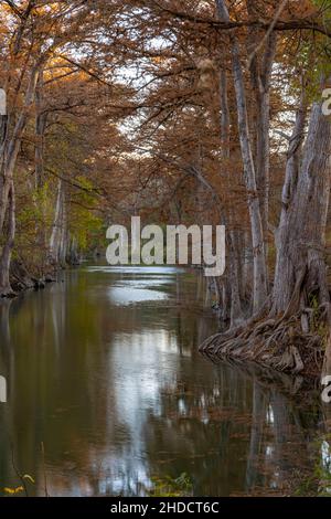 Guadalupe River; Texas; Kendall County; James Kiehl Park; Herbst; Montezuma Baldcypress; Taxodium mucronatum Stockfoto