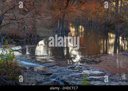 Guadalupe River; Texas; Kendall County; James Kiehl Park; Herbst; Montezuma Baldcypress; Taxodium mucronatum Stockfoto