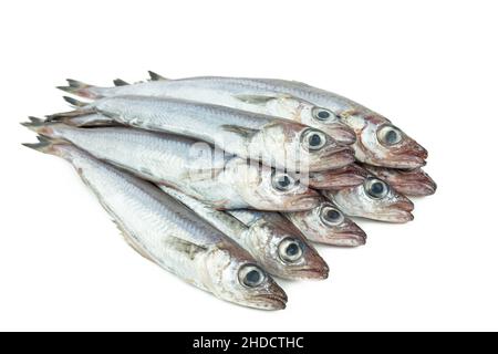 Frischer blauer Wittling. Gruppe von blauem Wittling auf weißem Hintergrund. Speicherplatz kopieren. Nahaufnahme. Stockfoto