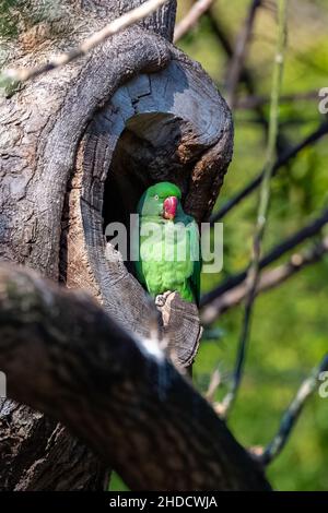 Alexandriner-Sittich, Psittacula eupatria, farbenfroher Vogel in einem Loch auf einem Baum Stockfoto