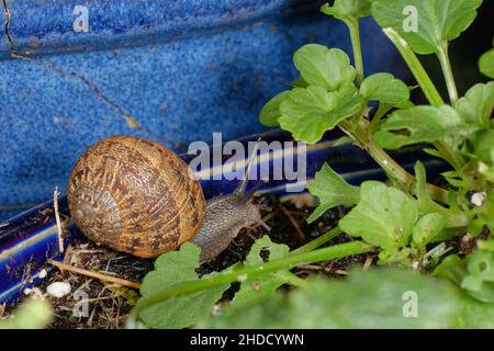 Gartenschnecke (Cornu aspersum) kriecht in einem Blumentopf über den Boden und nähert sich nachts auf einer Gartenterrasse Lobelia-Pflanzen, Wiltshire, Großbritannien, Oktober. Stockfoto