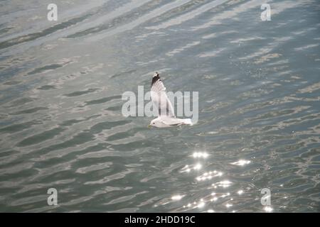 Möwe im Flug gegen eine glitzernde Muschelsee. Von der Cunard Queen Elizabeth Richtung Stockholm. Stockfoto