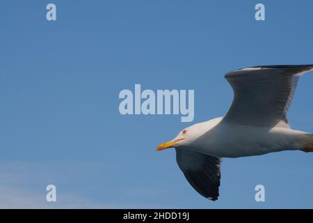 Möwe im Flug. Von der Cunard Queen Elizabeth Richtung Stockholm. Stockfoto