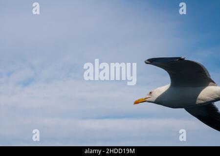 Möwe im Flug gegen eine glitzernde Muschelsee. Von der Cunard Queen Elizabeth Richtung Stockholm. Stockfoto