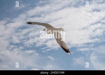 Möwe im Flug gegen einen hellen Himmel. Von der Cunard Queen Elizabeth Richtung Stockholm. Stockfoto