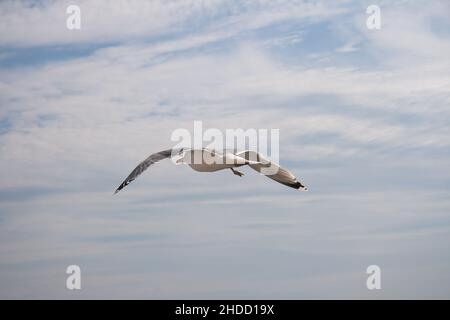 Möwe im Flug. Von der Cunard Queen Elizabeth Richtung Stockholm. Stockfoto