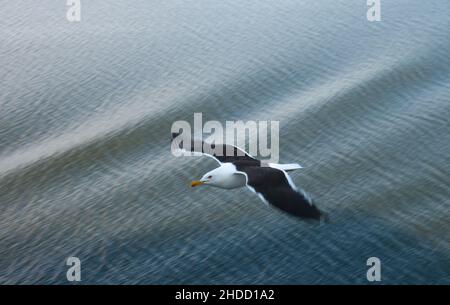 Möwe im Flug. Von der Cunard Queen Elizabeth Richtung Stockholm. Stockfoto