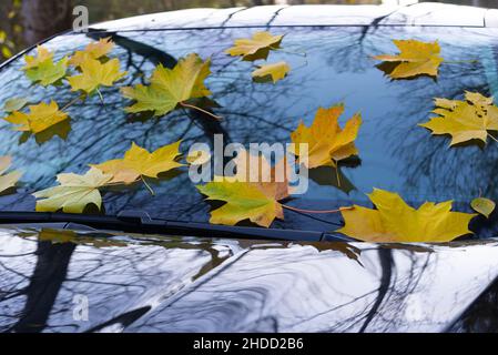 Gelbe Herbstahornblätter liegen auf der Windschutzscheibe eines schwarzen Autos. Stockfoto