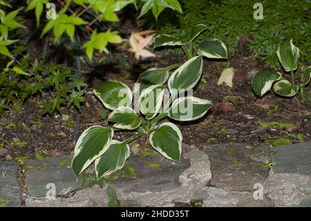 Hosta (Hosta Species) Pflanze, die im Frühjahr in einem Philadelphia Garten aus dem Boden auftaucht. Stockfoto