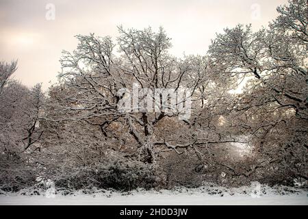 Blick auf einen Baum in einem Wald, der während der Wintersaison voll mit Schnee bedeckt ist Stockfoto
