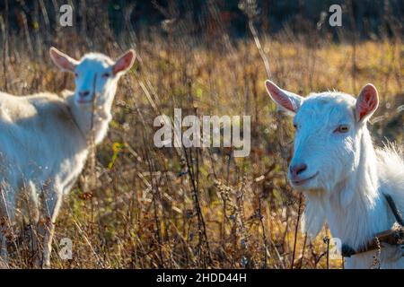 Ziege frisst verdorries Gras, Vieh auf einer autmn Weide. Ein Paar weiße Ziegen. Rinder auf einem Bauernhof. Hochwertige Fotos Stockfoto