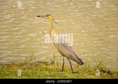 Goiânia, Goias, Brasilien – 05. Januar 2022: Ein Vogel namens 'Maria Faceira', dessen wissenschaftlicher Name 'Syrigma sibilatrix' ist, am See des Parks. Stockfoto