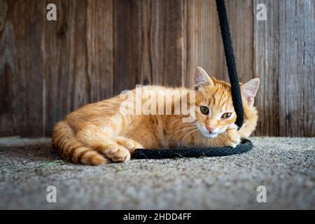 Verspielte rothaarige Katze liegt mit einem schwarzen Seil vor einer alten hölzernen Rückwand auf dem Boden Stockfoto