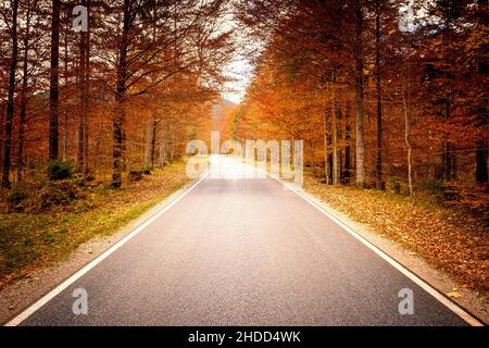 Asphaltstraße führt durch goldgelbe Herbstbäume in den alpen von Bayern nach Tirol Stockfoto