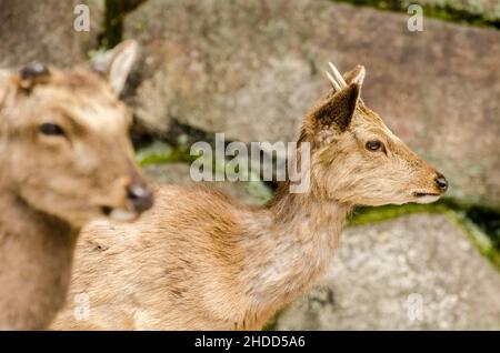 Hirsche, die um den Itsukushima-Schrein herumlaufen, Japan Stockfoto