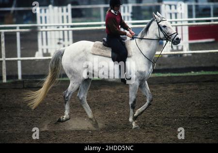 San Antonio Texas USA, 1990: Moderner Fünfkämpfer Lori Norwood auf einem weißen Pferd während des olympischen Reittrainings. ©Bob Daemmrich Stockfoto