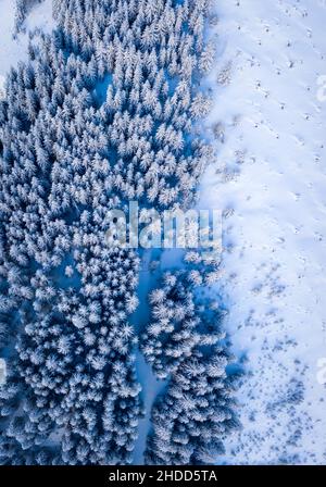 Blick von oben auf schneebedeckte Fichten am Berghang im Winter Stockfoto