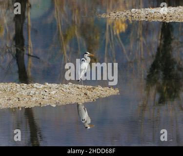 Wunderschöne Aussicht auf einen grauen Reiher, der auf einem Felsen steht, der auf dem See reflektiert Stockfoto