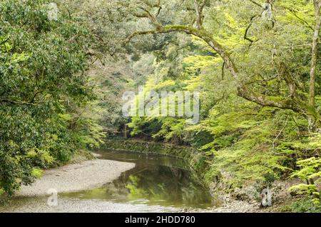 Kleiner Fluss inmitten des Waldes, der den Ise Jingu-Schrein in Ise, Japan, umgibt. Stockfoto