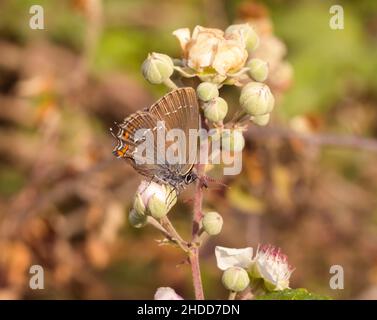 Nahaufnahme eines Ilex-Haarstreifs (satyrium ilicis) auf einer Brombeerblüte (rubus), gesehen in Mattinata, Gargano National Park, Apulien, Italien; Biodiversität s Stockfoto