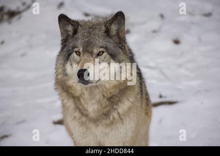 Holzwolfportrait im kanadischen Winter Stockfoto