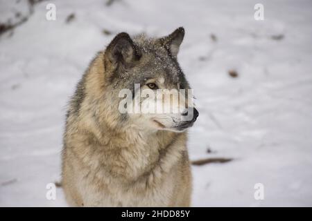 Holzwolfportrait im kanadischen Winter Stockfoto