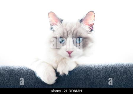 Kleines Ragdoll-Kätzchen-Portrait mit blauen Augen auf weiß. Nahaufnahme. Geringe Schärfentiefe. SDF. Stockfoto