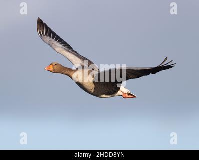 Graugans im Flug über einem Feuchtgebiet in Gloucestershire Stockfoto