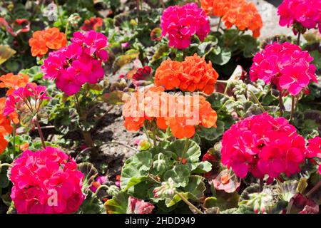 Leuchtend rosa und rot / orange Geranien in einem Blumenbeet in Sidmouth, Devon, England Stockfoto