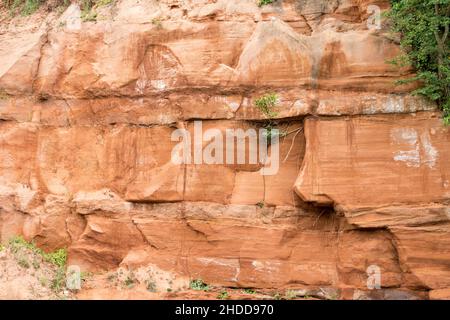 Sandsteinklippenwand bei Sidmouth in Devon, England. Der Felsen hat eine leuchtend rostige Farbe, die aus der Wüste gebildet wird Stockfoto