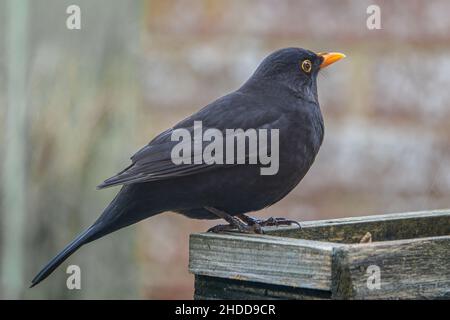 Eine Amsel (Turdus merula), die auf einem Holzvogelfütterungstisch speist Stockfoto