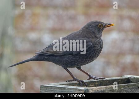 Eine Amsel (Turdus merula), die auf einem hölzernen Vogelflattertisch speist Stockfoto