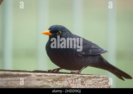 Eine Amsel (Turdus merula), die auf einem Holzvogelfütterungstisch speist Stockfoto