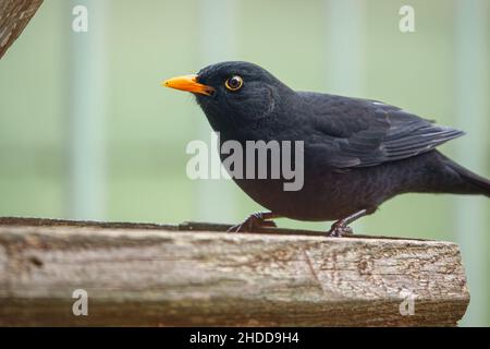 Eine Amsel (Turdus merula), die auf einem Holzvogelfütterungstisch speist Stockfoto