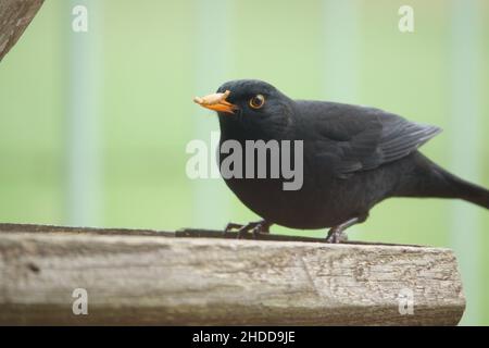 Eine Amsel (Turdus merula), die auf einem Holzvogelfütterungstisch speist Stockfoto