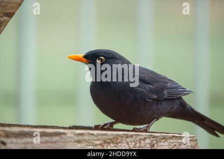 Eine Amsel (Turdus merula), die auf einem Holzvogelfütterungstisch speist Stockfoto