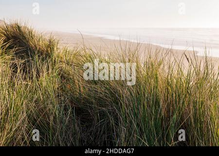 Blick auf den Sonnenuntergang südlich von Dünengräsern; Wellen und Strand; Pazifischer Ozean; Newport; Oregon; USA Stockfoto