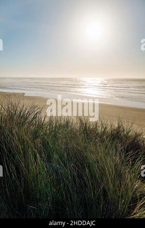 Blick auf den Sonnenuntergang südlich von Dünengräsern; Wellen und Strand; Pazifischer Ozean; Newport; Oregon; USA Stockfoto