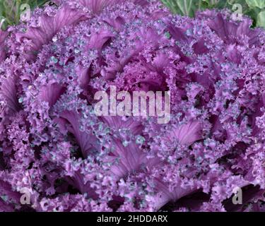 Atemberaubende rosa/rote Zierkohl Nahaufnahme selektiver Fokus verschwommener Vordergrund, um den Platz beim Kopieren zu erleichtern Stockfoto