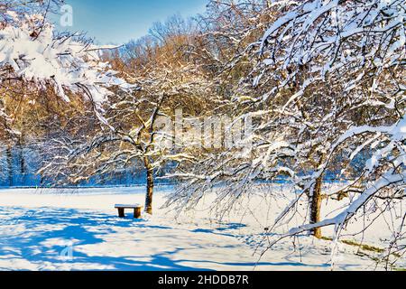 Einsame Parkbank unter einem Baum im Schnee Stockfoto