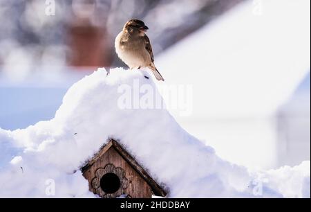Sperling in einem schneebedeckten Garten Stockfoto