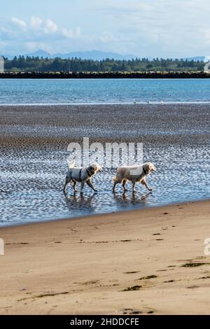 Platinfarbene Golden Retriever Hunde am Strand; Fort Stevens State Park; Pazifischer Ozean; Küste von Oregon; USA Stockfoto