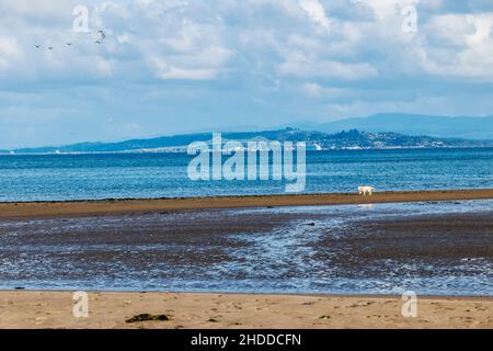 Platinfarbener Golden Retriever Hund am Strand; Fort Stevens State Park; Pazifik; Oregon Küste; USA Stockfoto