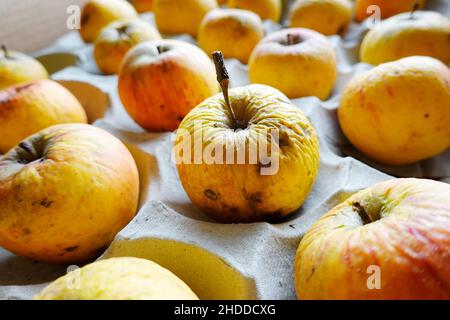 Unhandelte Bio-Äpfel lagen auf einer Pappunterlage Stockfoto