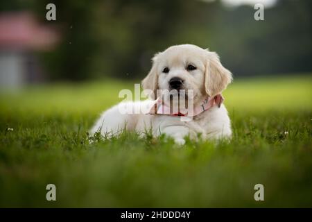 Nahaufnahme eines Golden Retriever Welpen, der sich in einem Garten im Freien auf dem Gras niederlegt Stockfoto