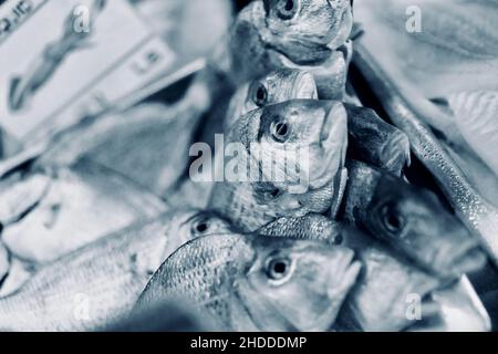 Frischer Fisch auf Eis in einem Fischgeschäft in Hamptons, NY, USA Stockfoto