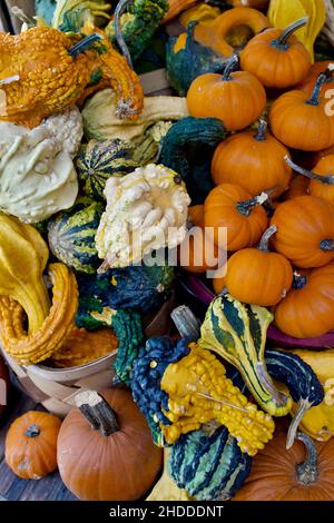 Dekorative Kürbisse in Herbstanordnung auf dem Farmstand in New Jersey, USA Stockfoto
